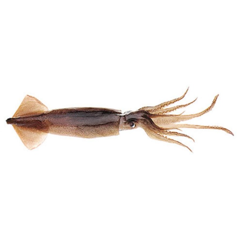 BAITMASTERS FROZEN UNRIGGED SWORD BAIT MEDIUM SQUID 4 PACK