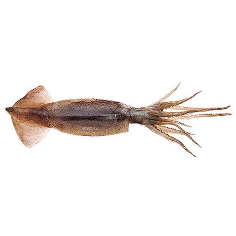 BAITMASTERS FROZEN UNRIGGED SWORD BAIT LARGE SQUID 1 PACK