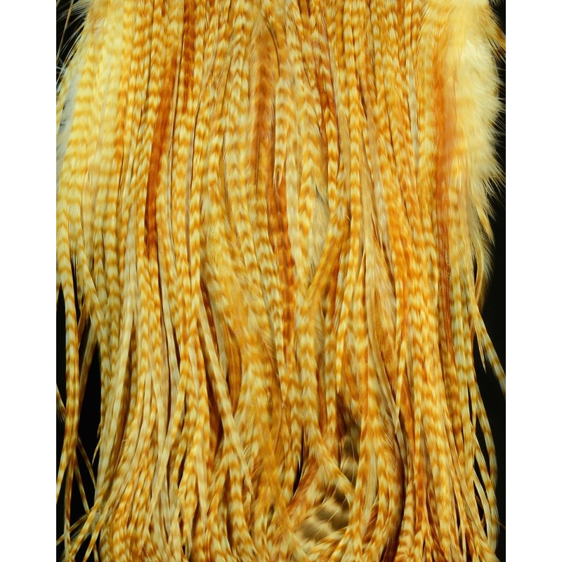 Root River Saddle Barred Ginger Grade 2