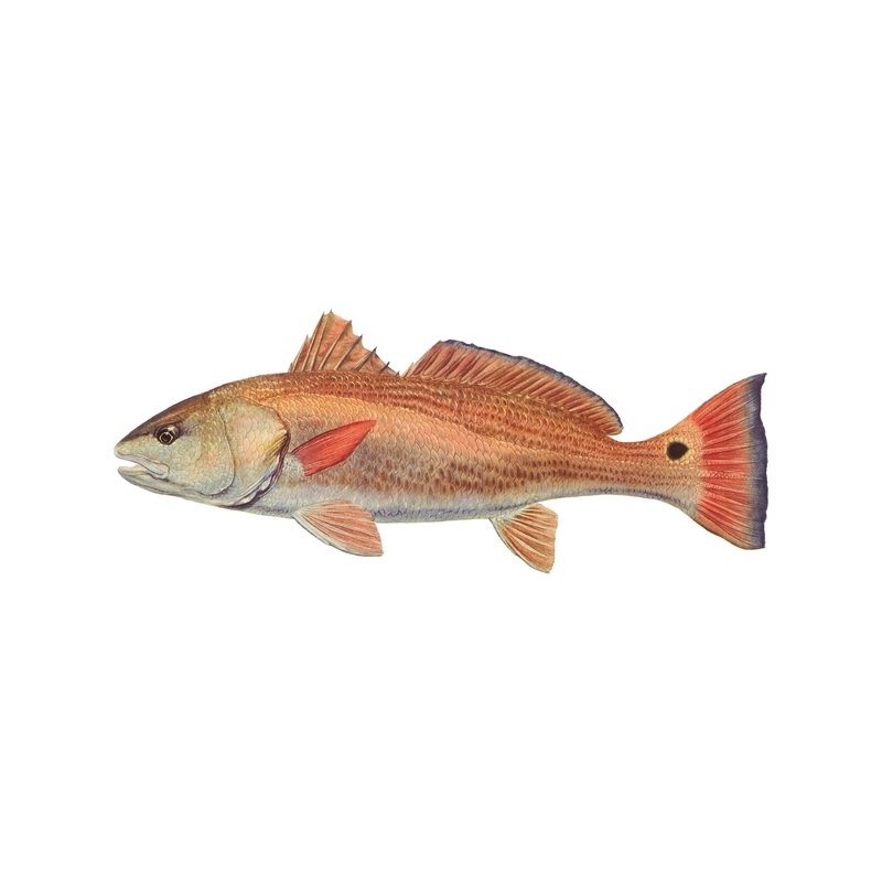 8″ Gamefish Boat & Truck Window Stickers Goliath Grouper