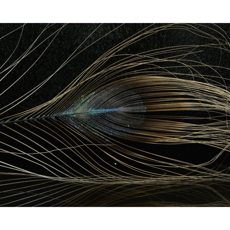 D’s Flyes Stripped Peacock Eye Dun