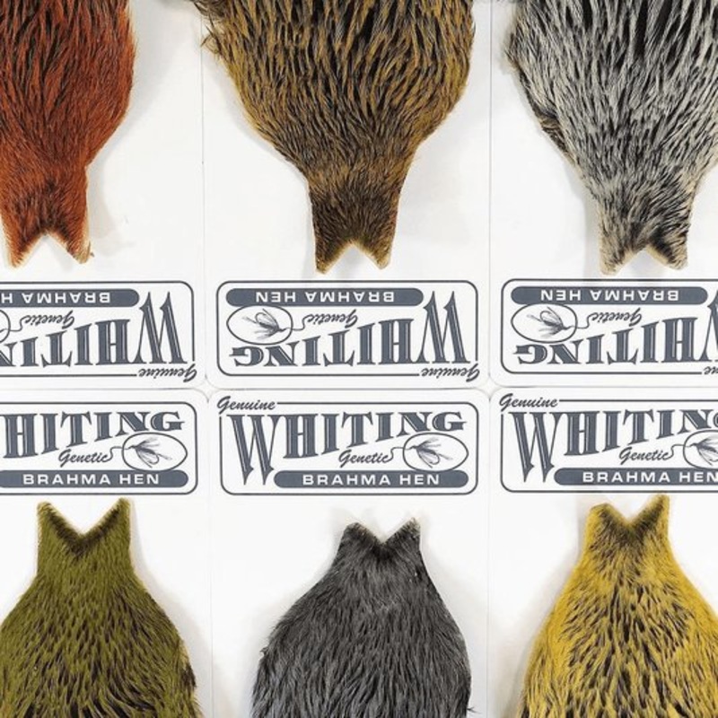 Whiting – Brahma Hen Cape Dyed Dark Olive